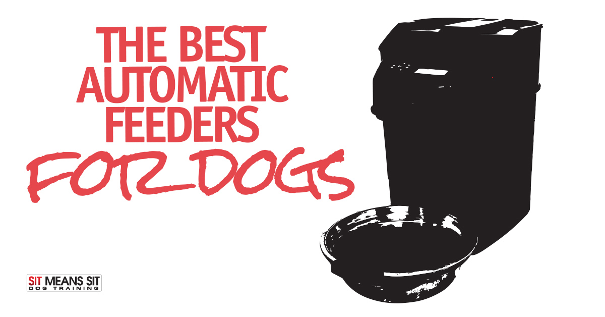 The Best Automatic Feeders for Dogs