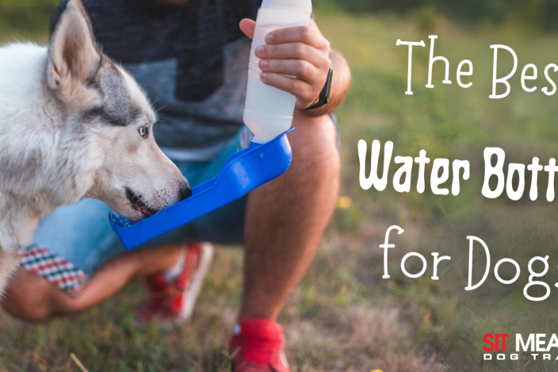 The Best Water Bottles for Dogs