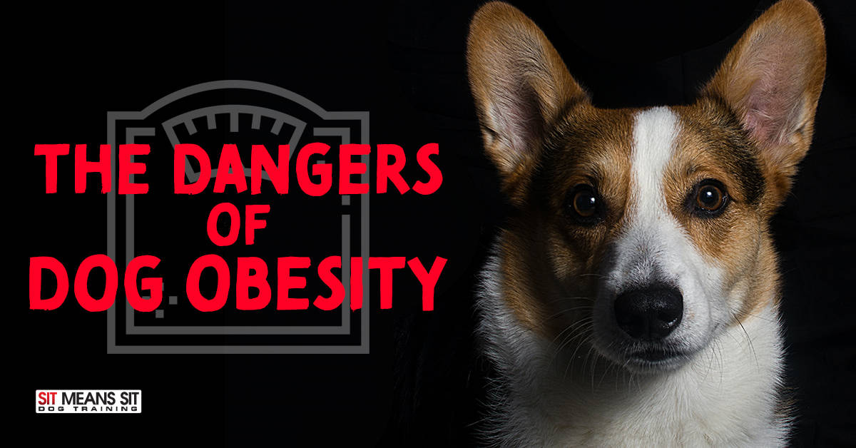 The Dangers of Dog Obesity