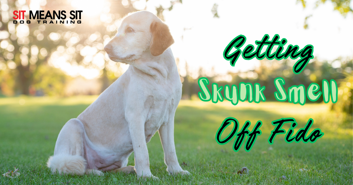 Tips for Getting Skunk Smell Off Your Dog