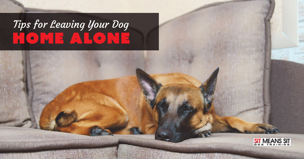Tips for Leaving Your Dog Home Alone