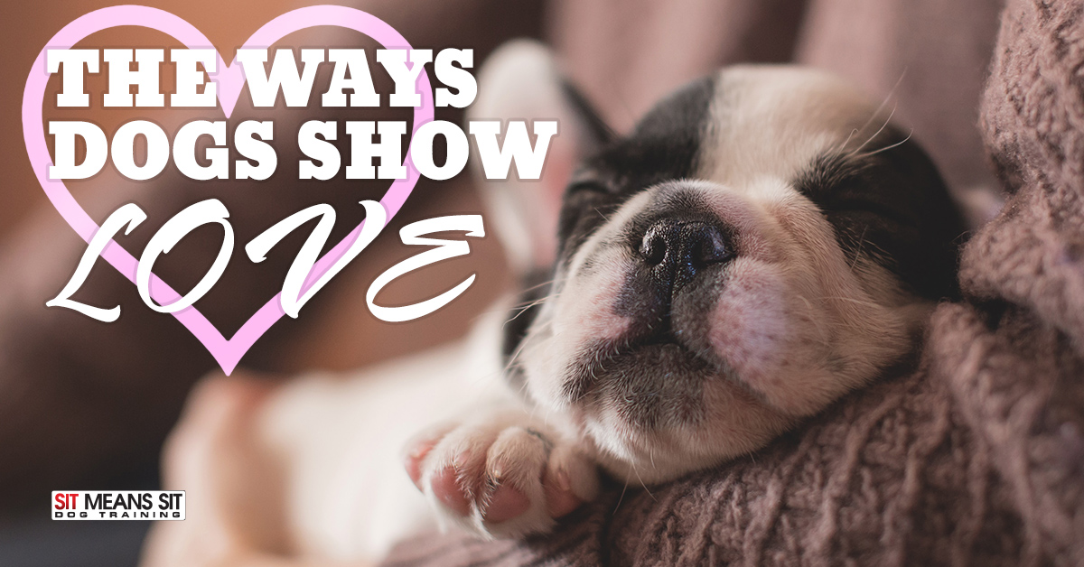 The Ways Dogs Show You Love