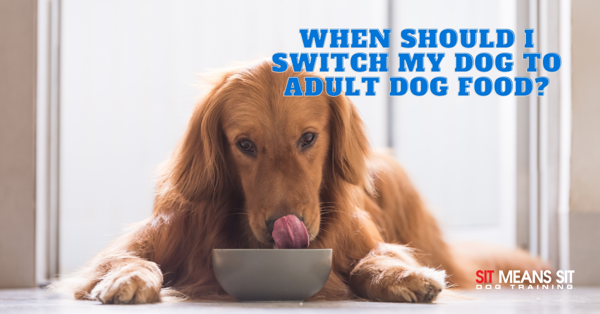 When should i switch my puppy to regular dog food sales