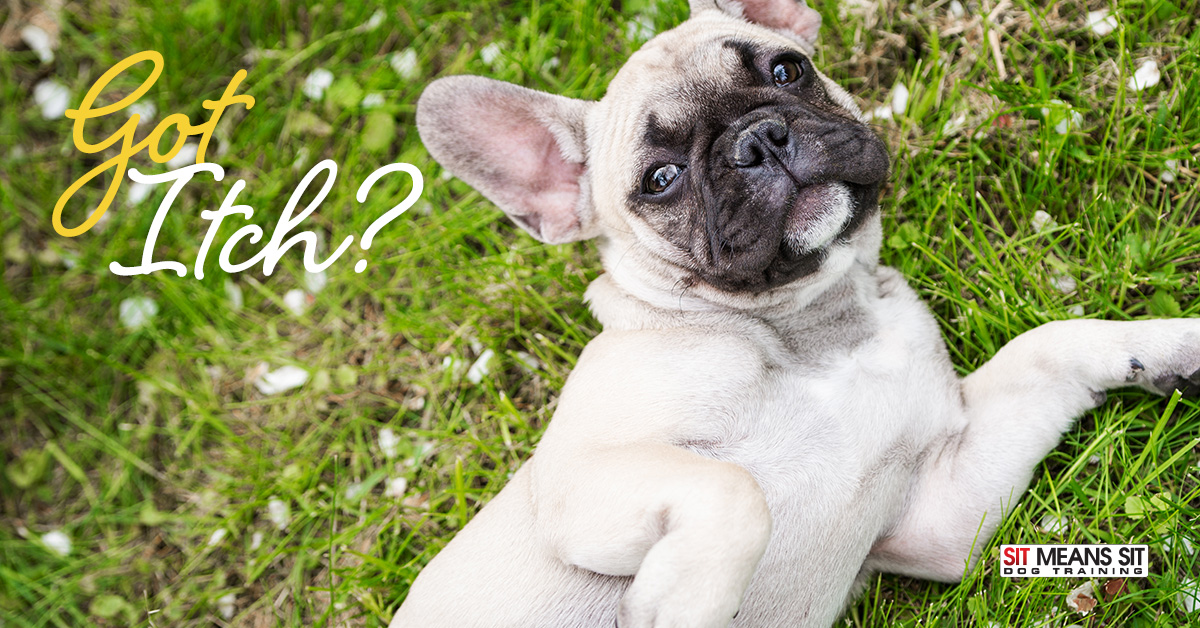 Why does my dog itch?