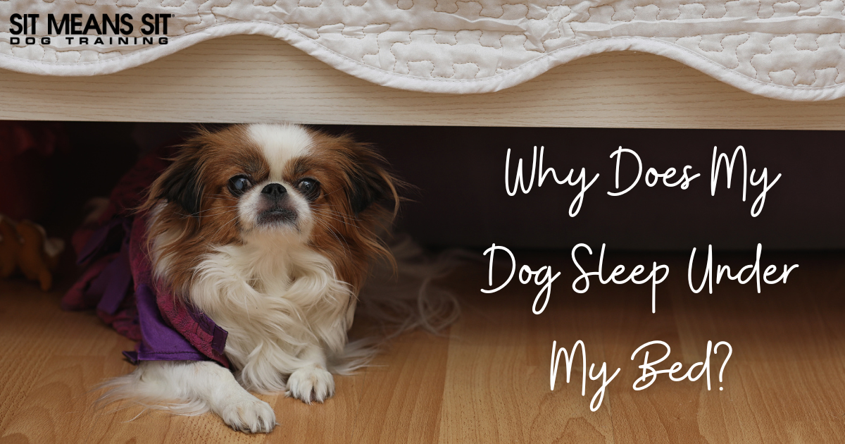 Why Does My Dog Sleep Under the Bed?