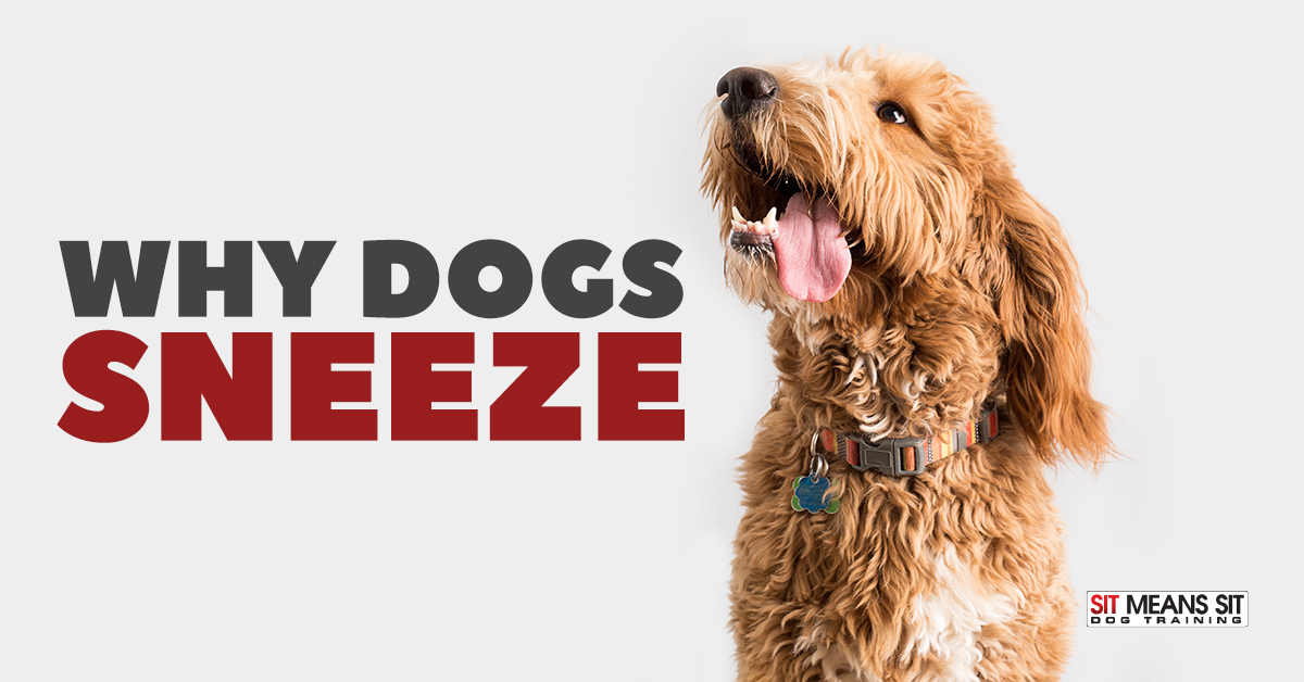 Why Dogs Sneeze